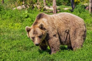 クマ取りのダウンタイムは何日かかるのか？