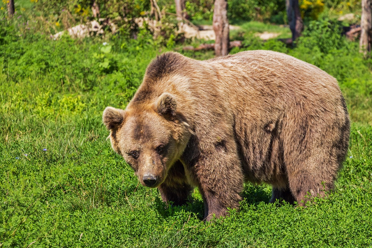 クマ取りのダウンタイムは何日かかるのか？