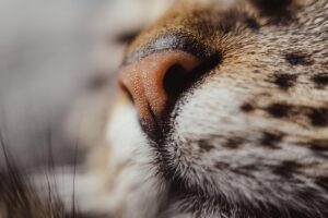 鼻整形でダウンタイムを短くする方法は？