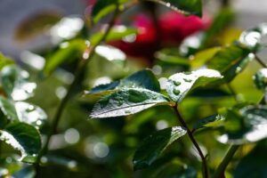 白玉点滴のダウンタイムなしで美肌を手に入れる方法は？