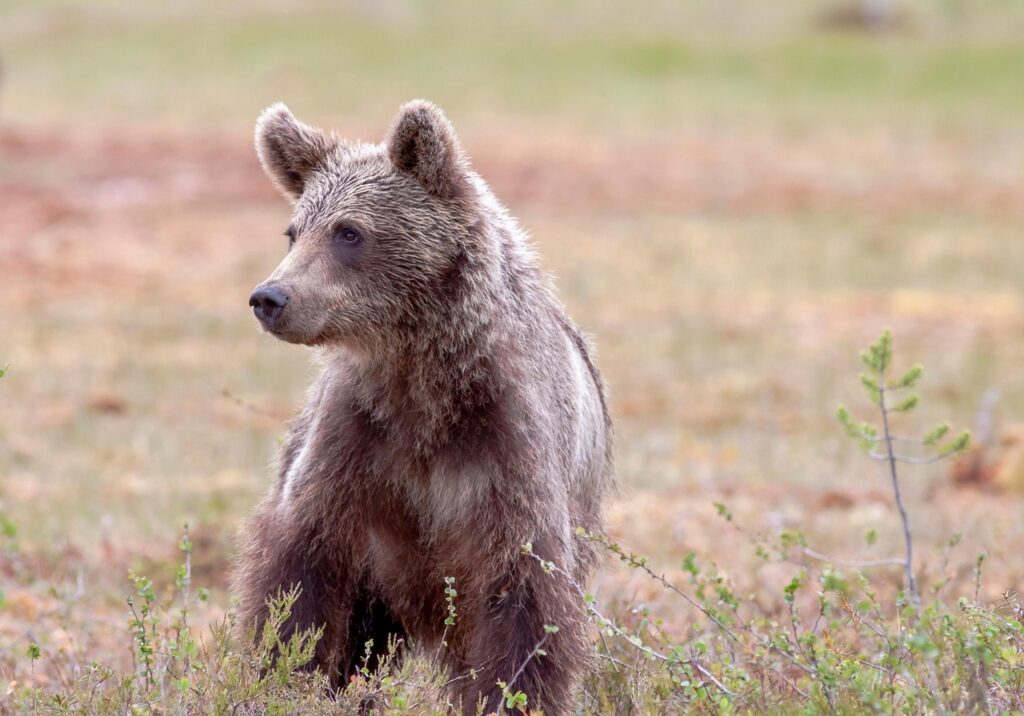 目の下のクマを改善するためのダウンタイムはどのくらい？