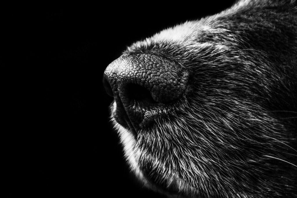 黒ニキビの効果的な対策施術は何ですか？