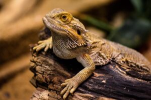 ボトックスの効果は即効で実感できるのか？